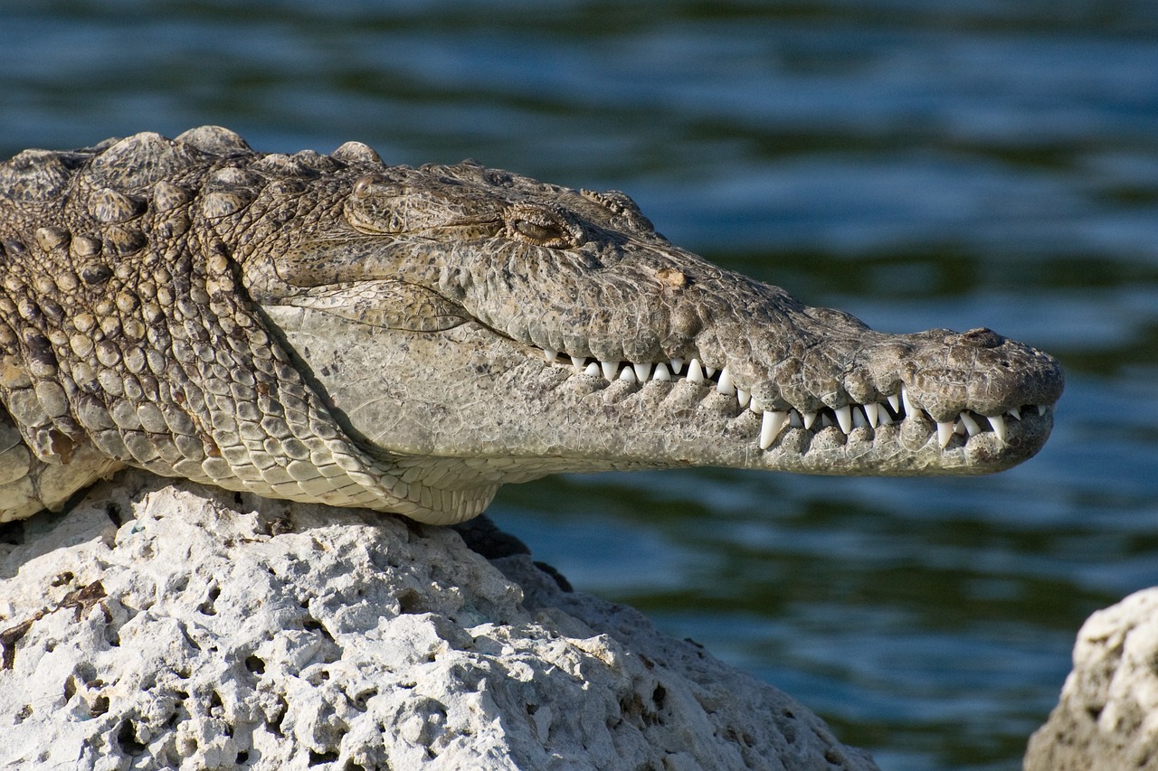 The Ultimate Guide to Exploring the Florida Keys by Kayak